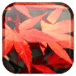 autumn android application logo